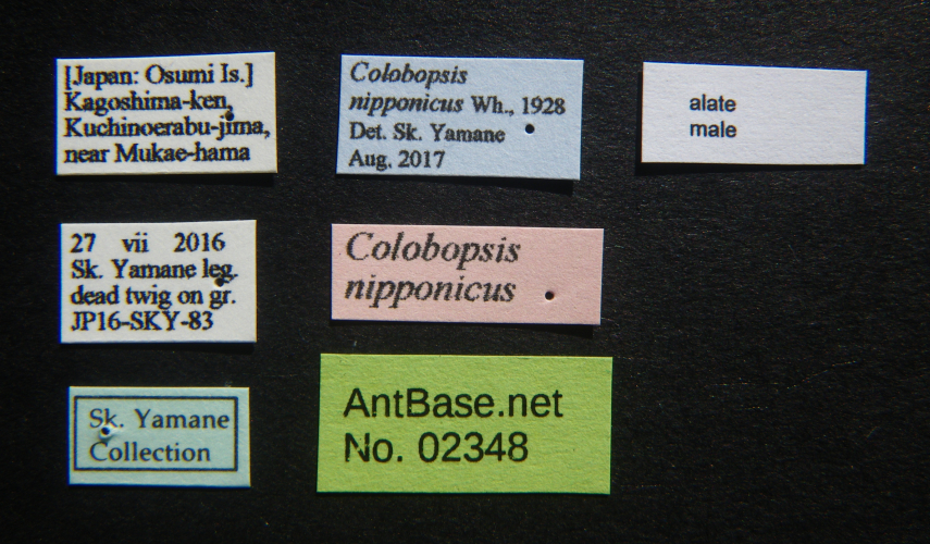 Colobopsis nipponica label