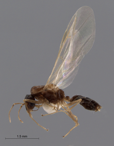 Colobopsis nipponica lateral