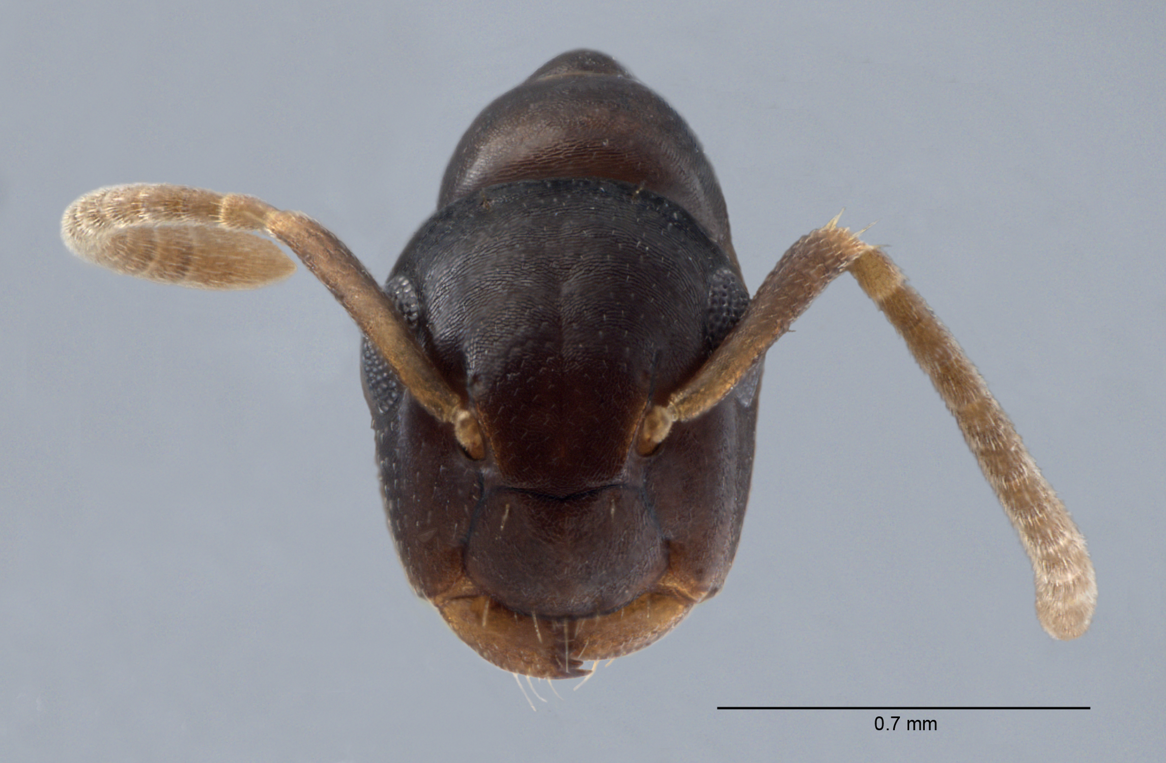 Colobopsis nipponica