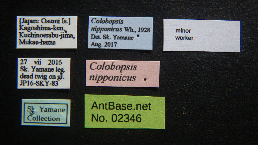 Colobopsis nipponica label