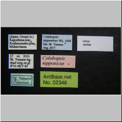 Colobopsis nipponica   (Wheeler, 1928)