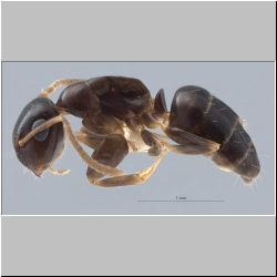 Colobopsis nipponica   (Wheeler, 1928)