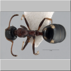 Dolichoderus quadripunctatus (Linnaeus, 1771) 