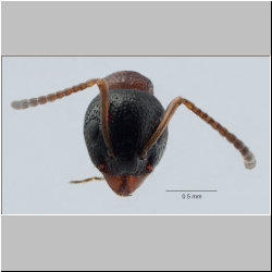 Dolichoderus