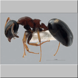 Colobopsis nipponica   (Wheeler, 1928)