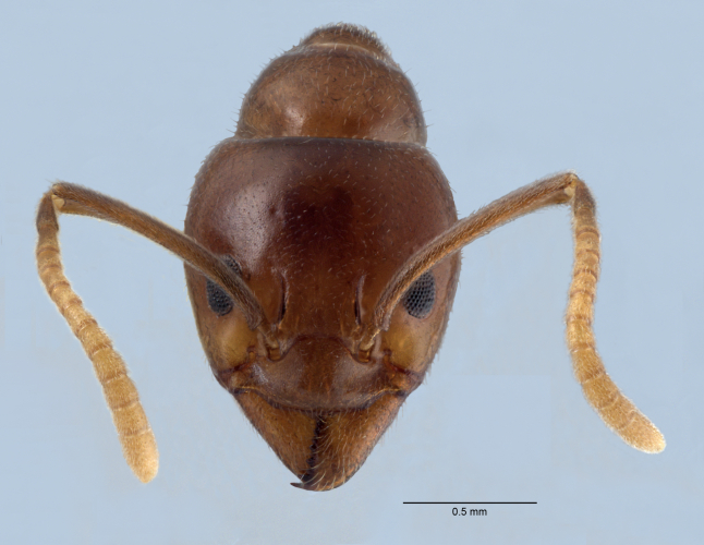 Colobopsis nipponica frontal