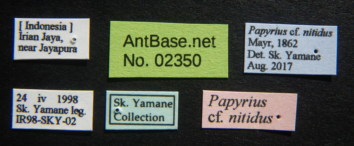 Colobopsis nipponica label