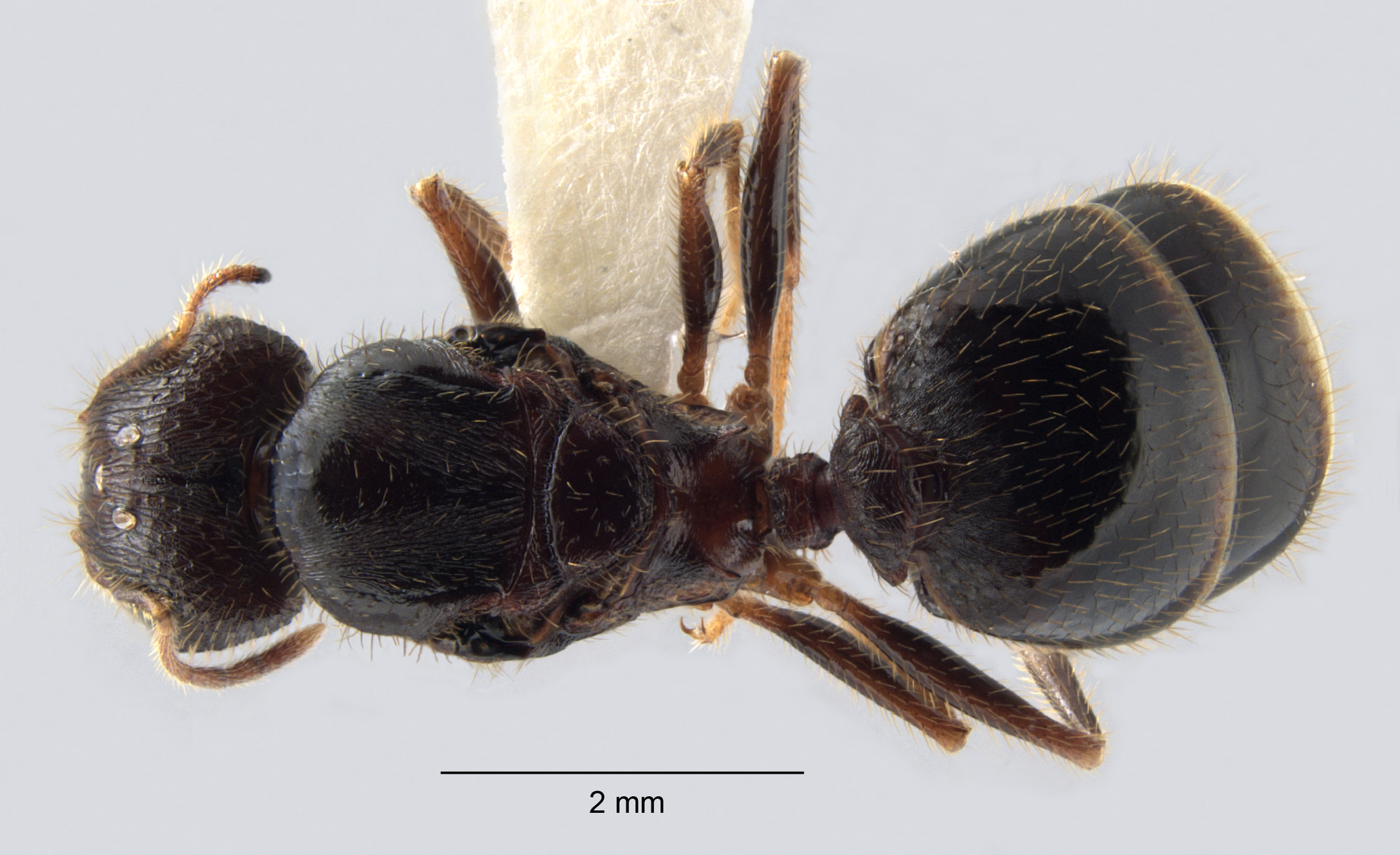 Colobopsis nipponica