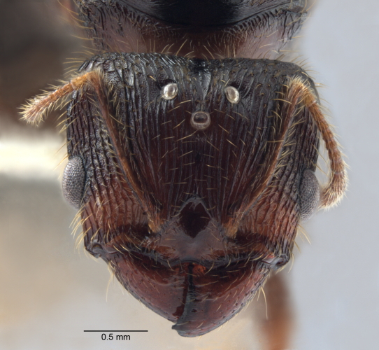 Colobopsis nipponica frontal