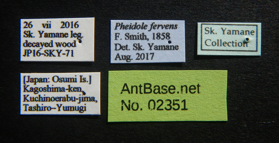 Colobopsis nipponica label