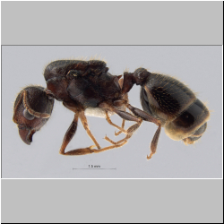 Pheidole fervens queen Smith, 1858