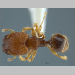 Pheidole rugifera major Eguchi, 2001 dorsal