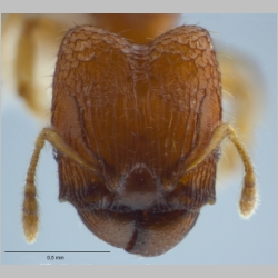 Pheidole rugifera major Eguchi, 2001 frontal