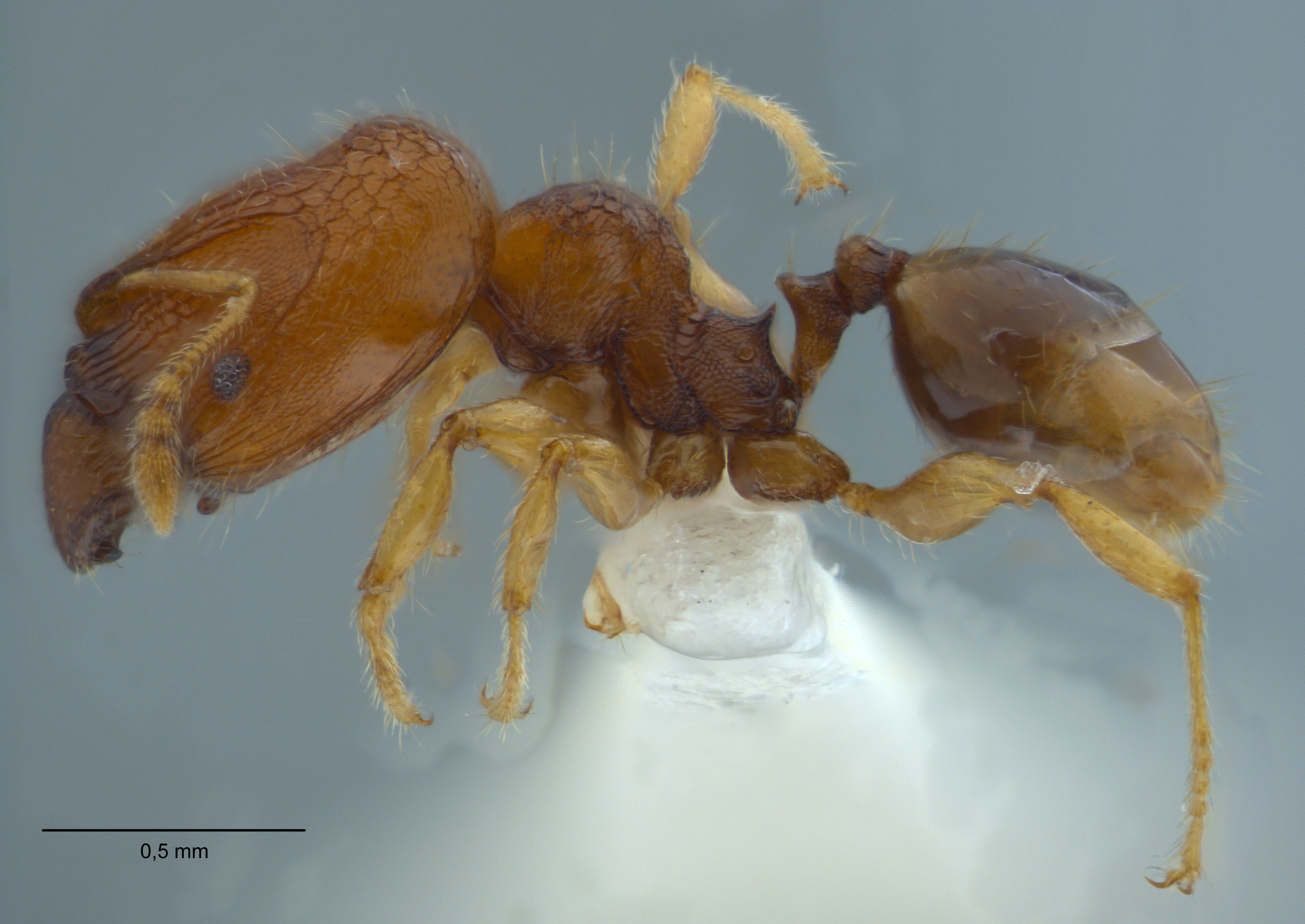 Pheidole rugifera major lateral