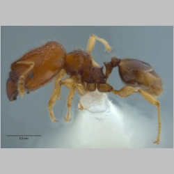 Pheidole rugifera major Eguchi, 2001 lateral