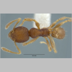 Pheidole rugifera minor Eguchi, 2001 dorsal