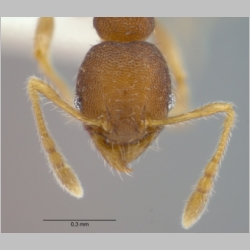 Pheidole rugifera minor Eguchi, 2001 frontal