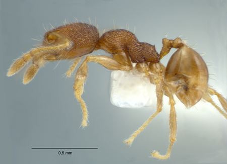 Pheidole rugifera minor lateral