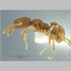 Pheidole rugifera minor Eguchi, 2001 lateral