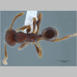 Pheidole sayapensis Eguchi, 2001 dorsal