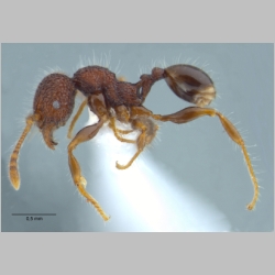 Pheidole sayapensis Eguchi, 2001 lateral