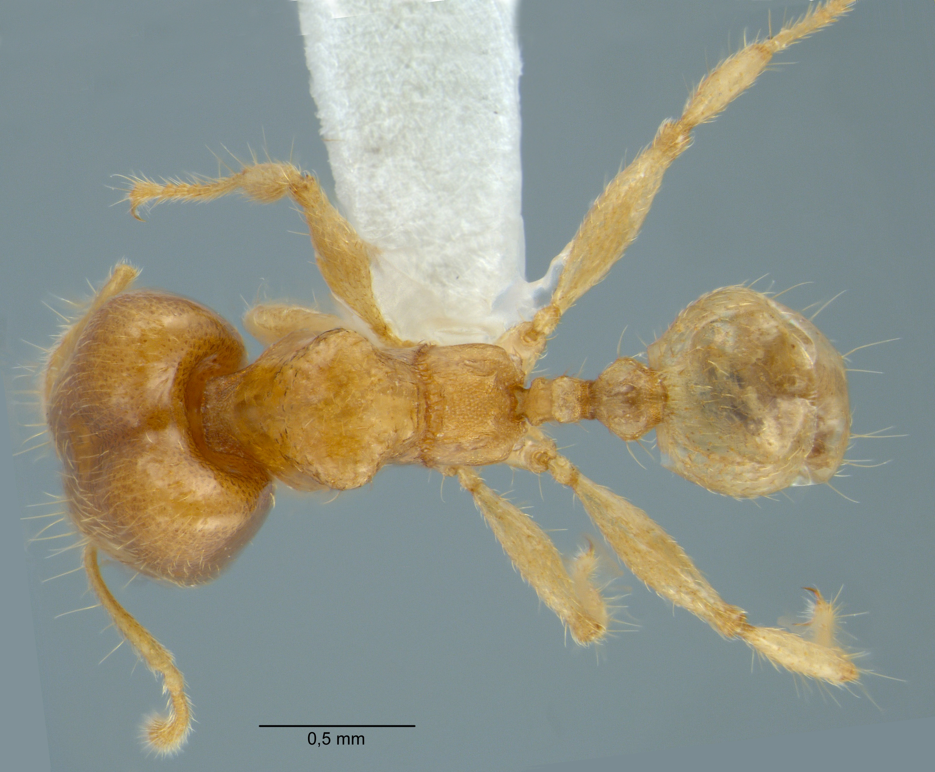 Pheidole schoedli major dorsal