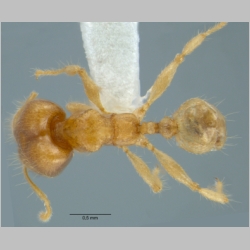 Pheidole schoedli major Eguchi, Hashimoto & Malsch, 2006 dorsal