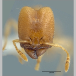 Pheidole schoedli major Eguchi, Hashimoto & Malsch, 2006 frontal