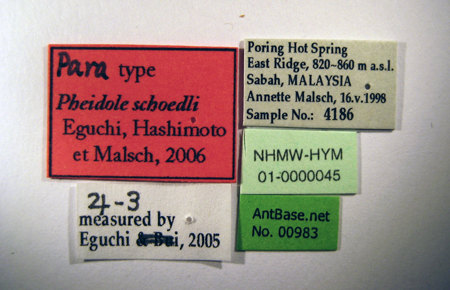 Pheidole schoedli major label