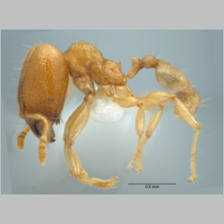 Pheidole schoedli major Eguchi, Hashimoto & Malsch, 2006 lateral