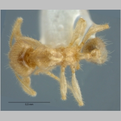 Pheidole schoedli minor Eguchi, Hashimoto & Malsch, 2006 dorsal