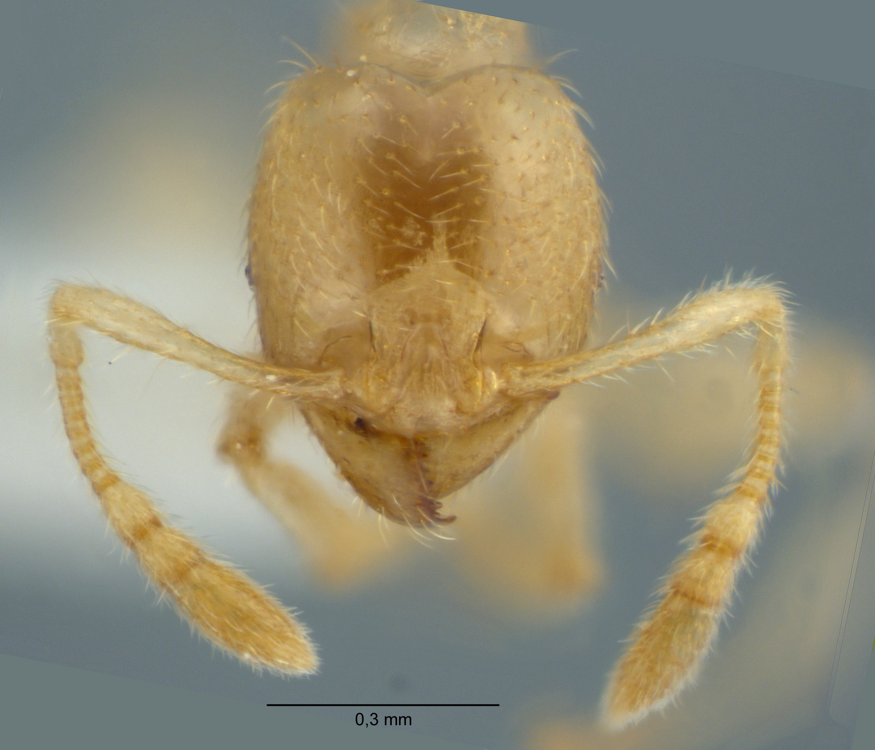 Pheidole schoedli minor frontal