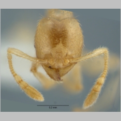 Pheidole schoedli minor Eguchi, Hashimoto & Malsch, 2006 frontal