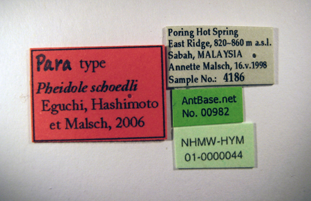 Pheidole schoedli minor label