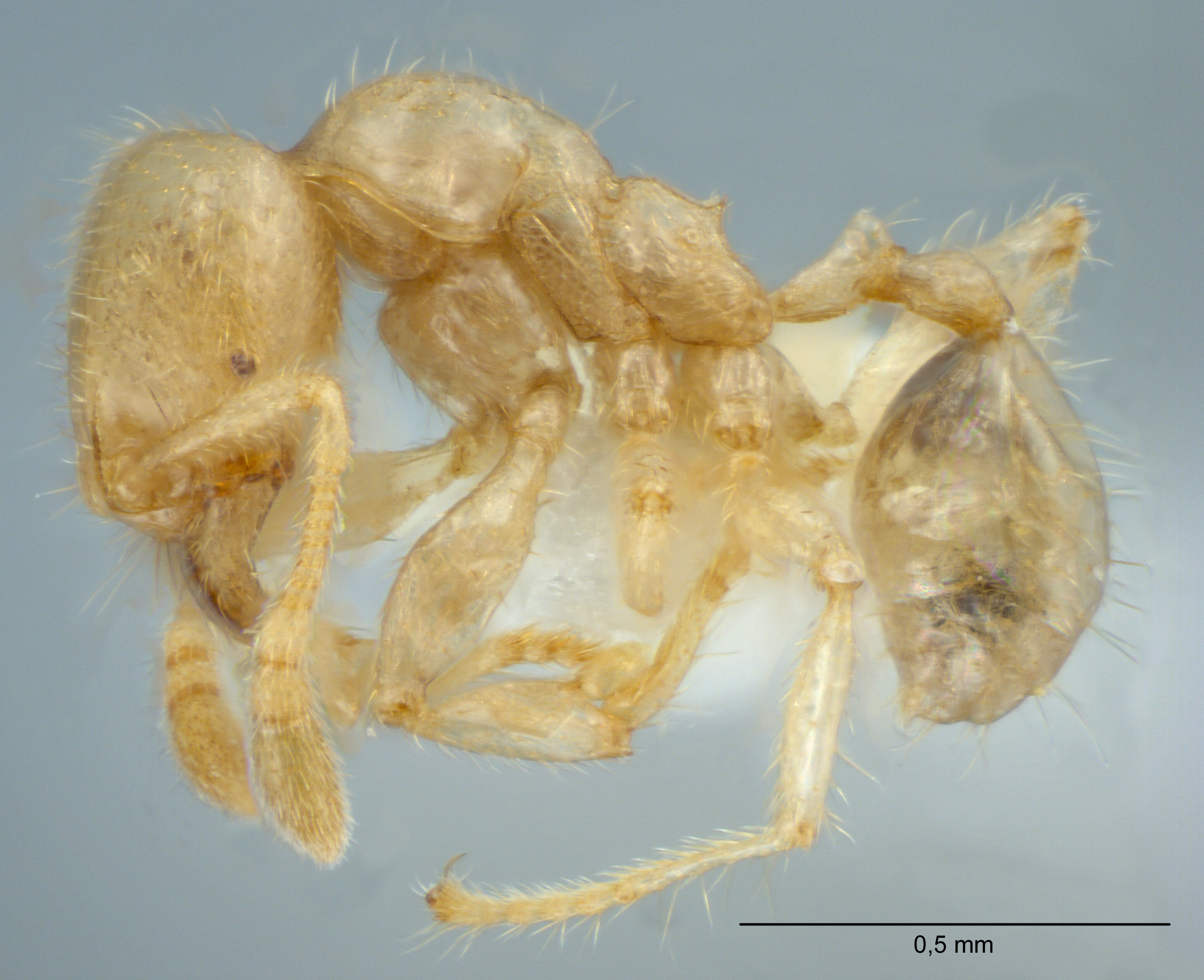 Pheidole schoedli minor lateral