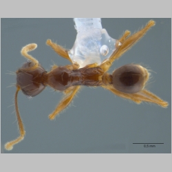 Pheidole submonticola Eguchi, 2001 dorsal