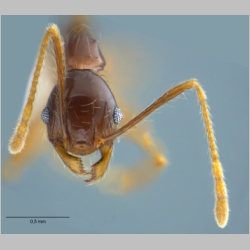 Pheidole submonticola Eguchi, 2001 frontal