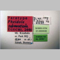 Pheidole submonticola Eguchi, 2001 label