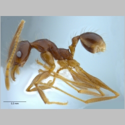 Pheidole submonticola Eguchi, 2001 lateral