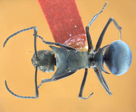 Polyrhachis pirata dorsal