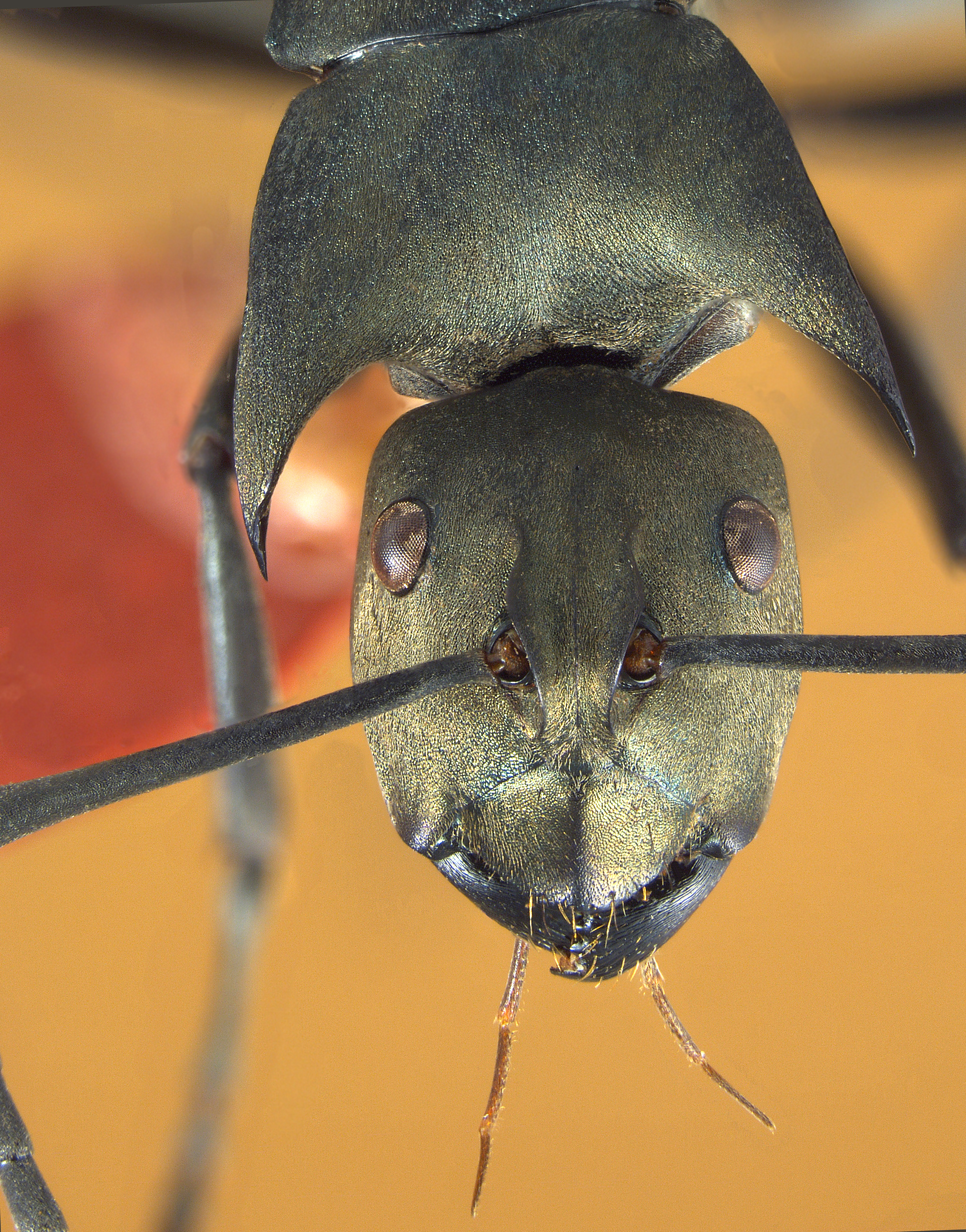 Polyrhachis pirata frontal