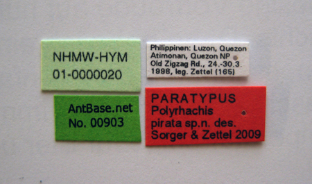 Polyrhachis pirata label