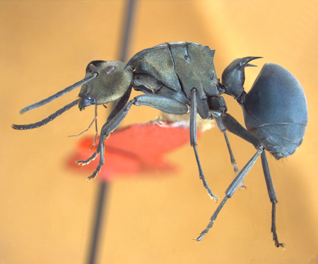 Polyrhachis pirata lateral