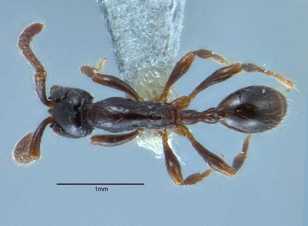 Aenictus carolianus dorsal