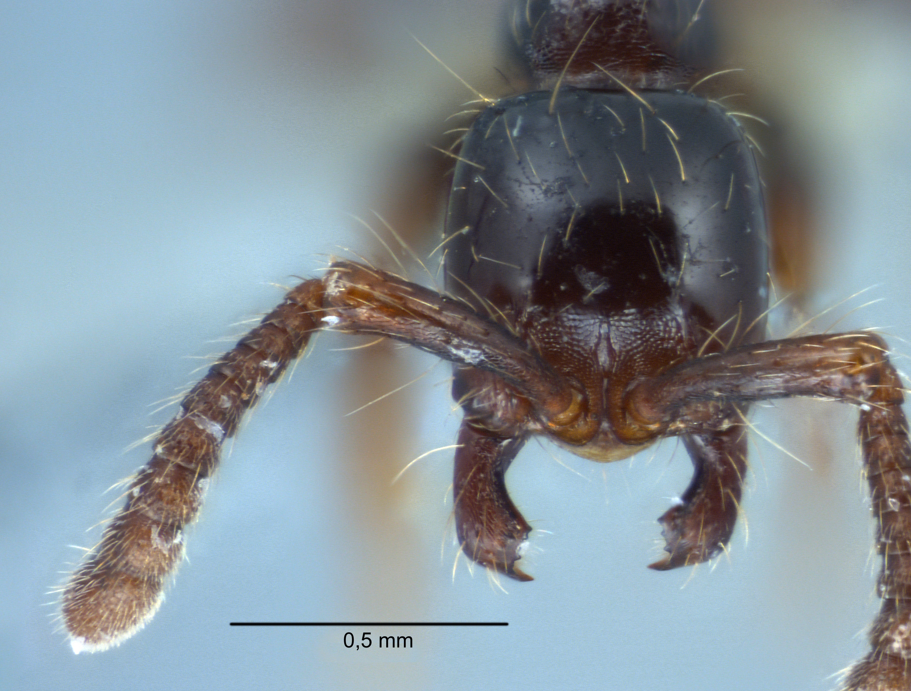 Aenictus carolianus frontal