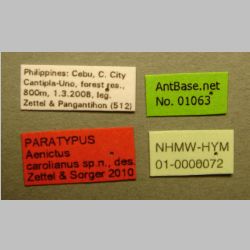 Aenictus carolianus Zettel & Sorger, 2010 label