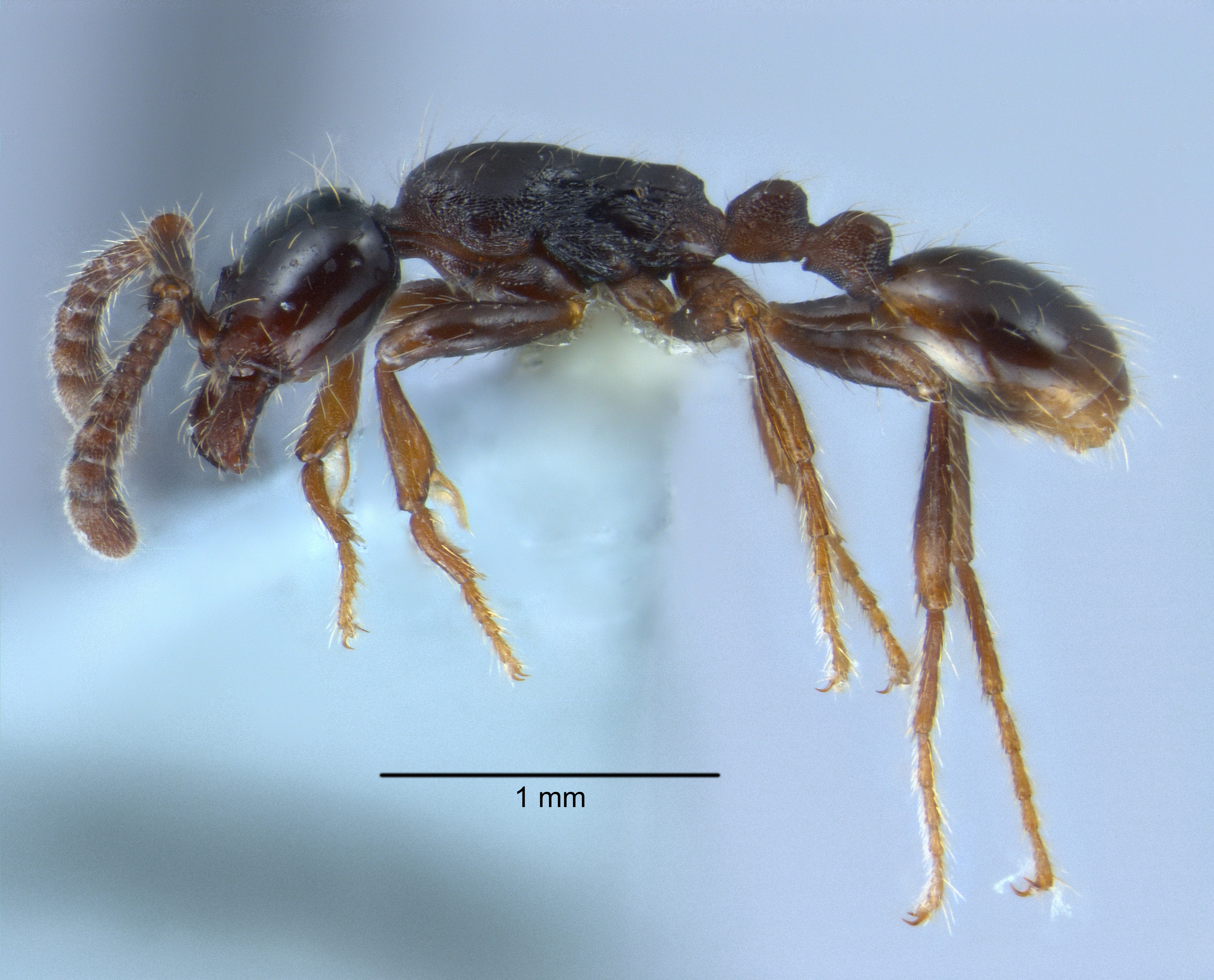 Aenictus carolianus lateral