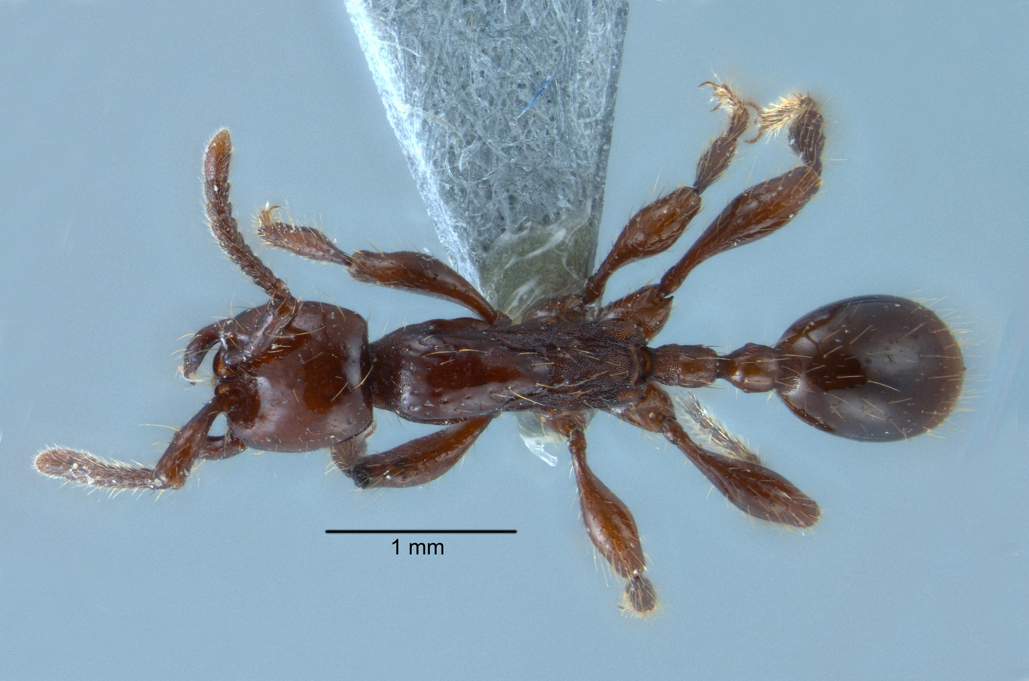 Aenictus panganthioni dorsal