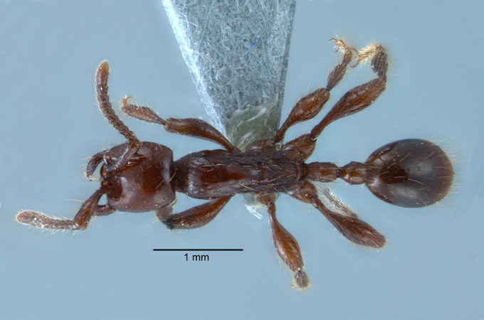 Aenictus panganthioni dorsal