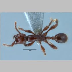 Aenictus panganthioni Zettel & Sorger, 2010 dorsal